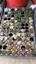 「2022花蓮博物館日」辦理洄瀾書香節-凱比相見歡閱讀推廣活動2.jpg