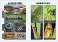 20190613015550-秋行軍蟲-4.jpg