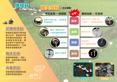 綠褶菇-2.png