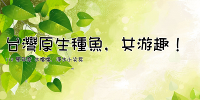 台灣原生種魚，共游趣！