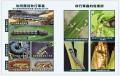 20190613015550-秋行軍蟲-4